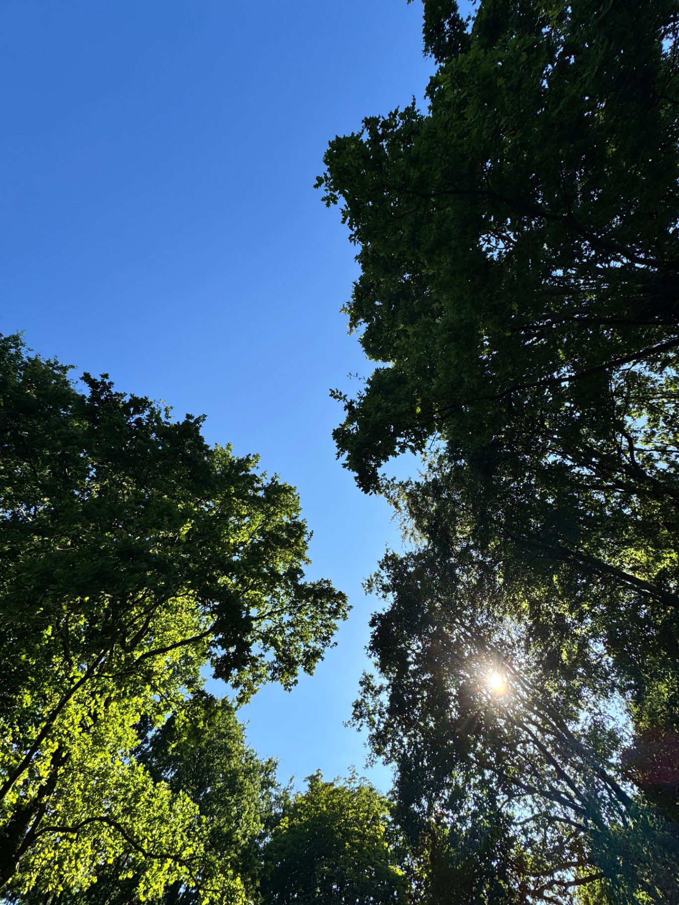 Bomen tegen een blauwe lucht met zonlicht